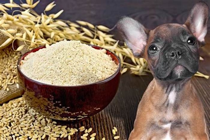 is cooked oatmeal safe for dogs