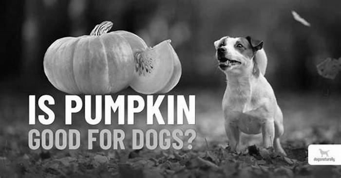 is fresh pumpkin good for dogs with kidney disease