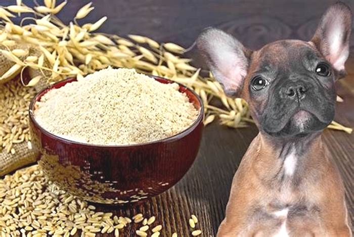is it ok for dogs to eat rolled oats