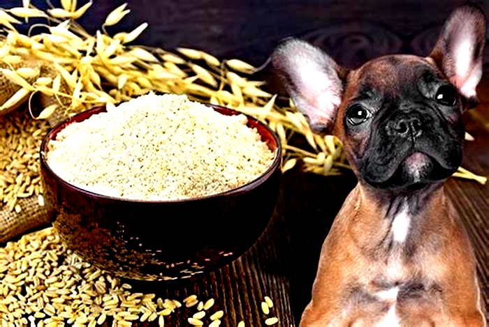 is it ok to feed oatmeal to dogs