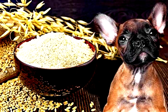 is it safe for dogs to eat cooked oatmeal