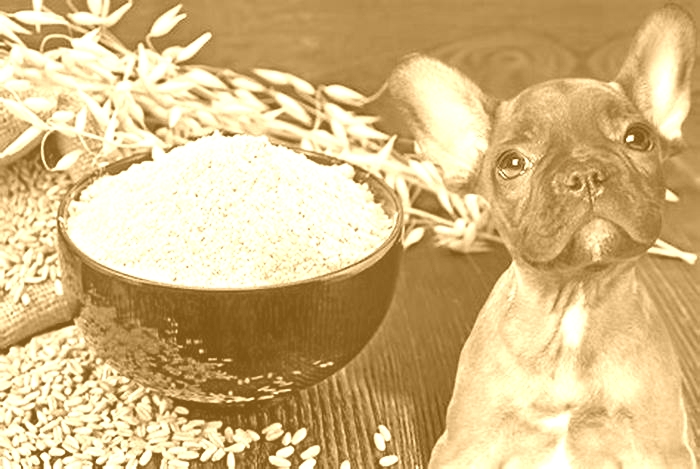 is it safe for dogs to eat raw oatmeal