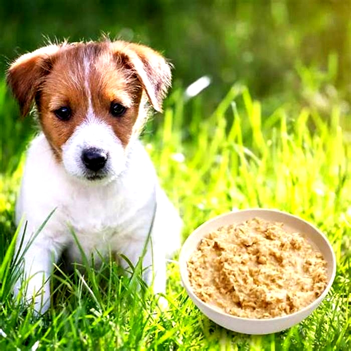 is maize porridge good for dogs