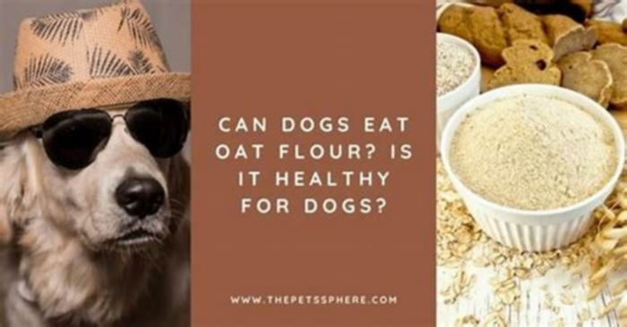 is oat flour better for dogs