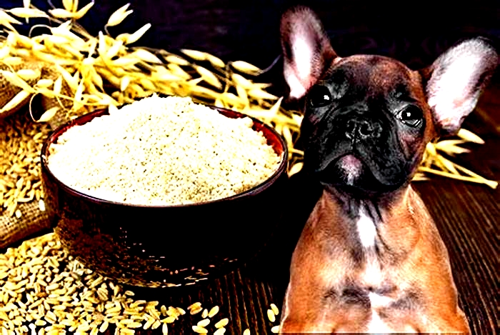 is oat flour okay for dogs