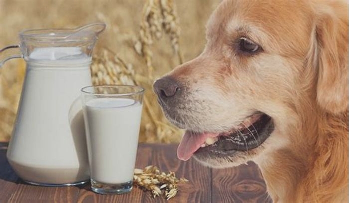 is oat milk bad for dogs