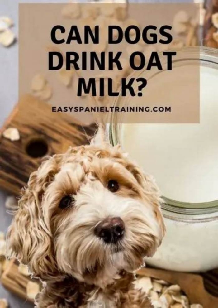 is oat milk healthy for dogs