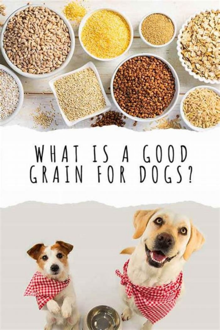 is oatmeal a good grain for dogs