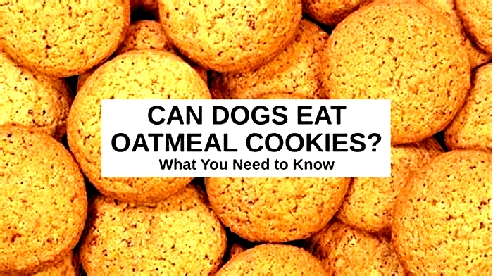 is oatmeal and raisin cookies bad for dogs