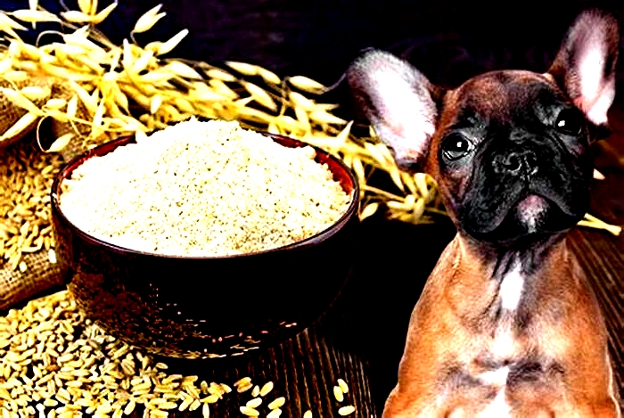 is oatmeal bad for little dogs