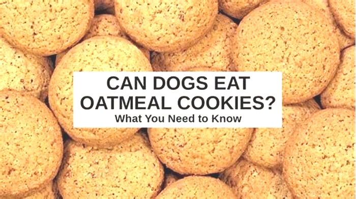 is oatmeal cookies bad for dogs