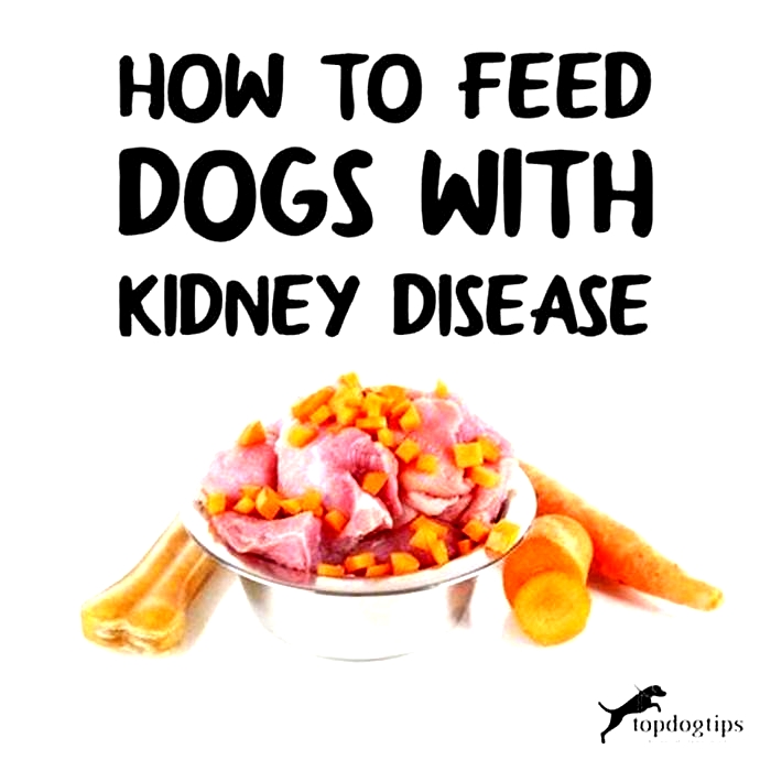 is oatmeal good for a dog with kidney disease