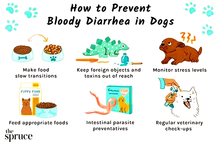 is oatmeal good for diarrhea in dogs