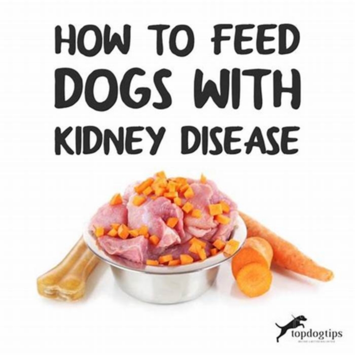 is oatmeal good for dogs with kidney disease