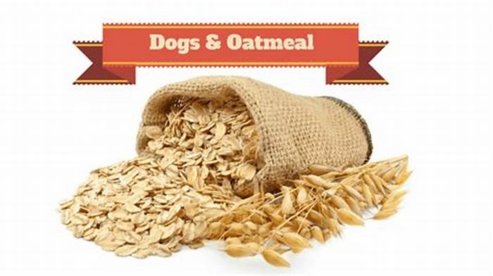 is oatmeal ok to give to dogs