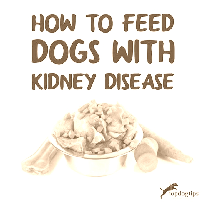 is oatmeal okay for dogs with kidney disease