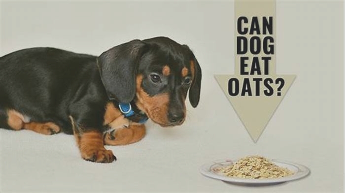 is oatmeal okay with dogs