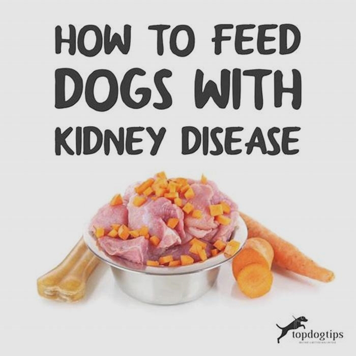 is oatmeal safe for dogs with kidney disease