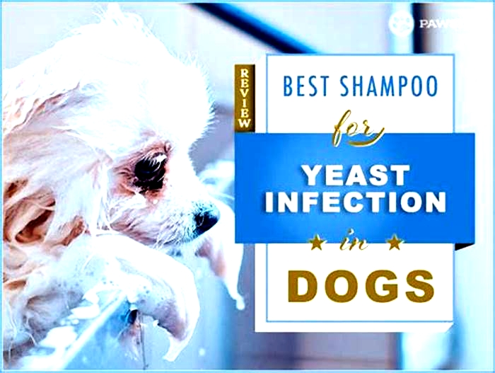 is oatmeal shampoo good for dogs with yeast infection