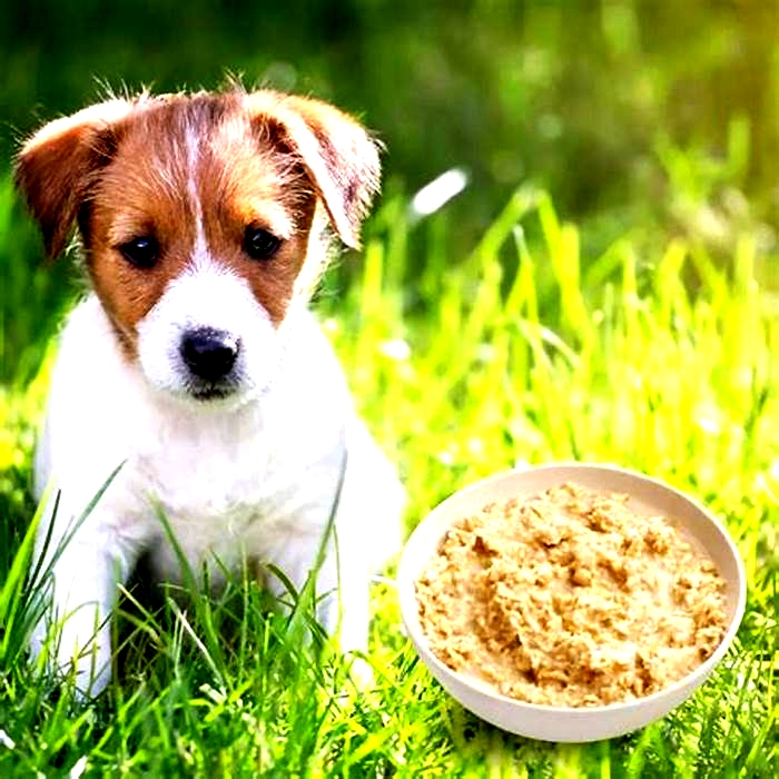 is porridge good for dogs uk