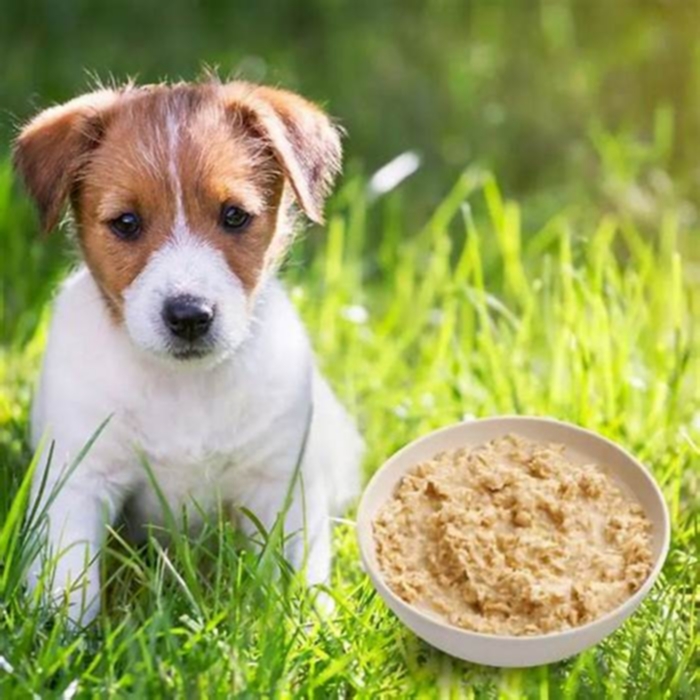 is porridge good for dogs with constipation