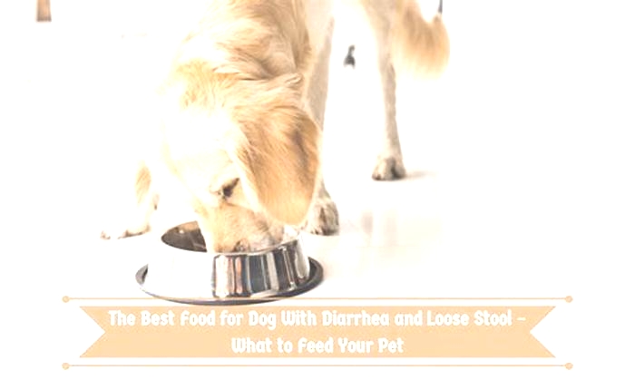 is porridge good for dogs with diarrhea and vomiting