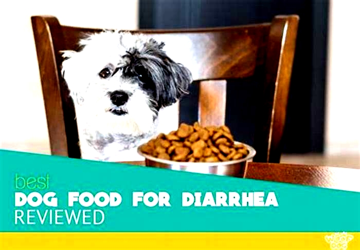 is porridge good for dogs with diarrhea