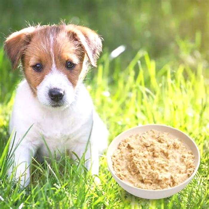 is porridge good for sick dogs