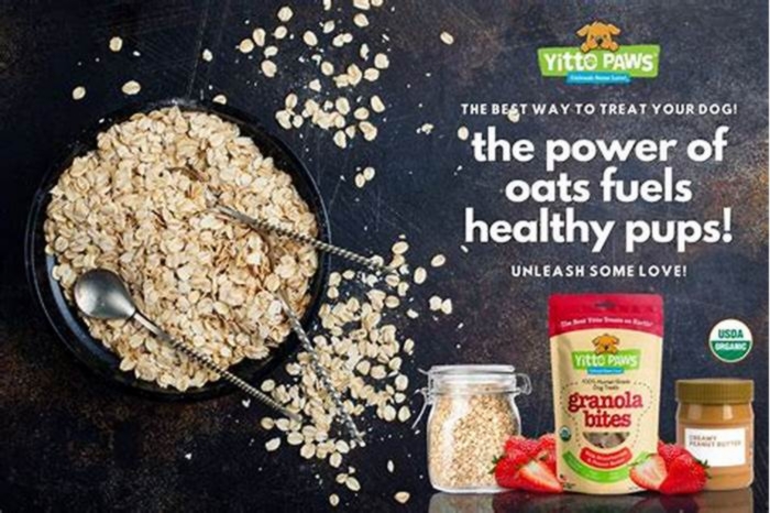 is quick oats good for dogs