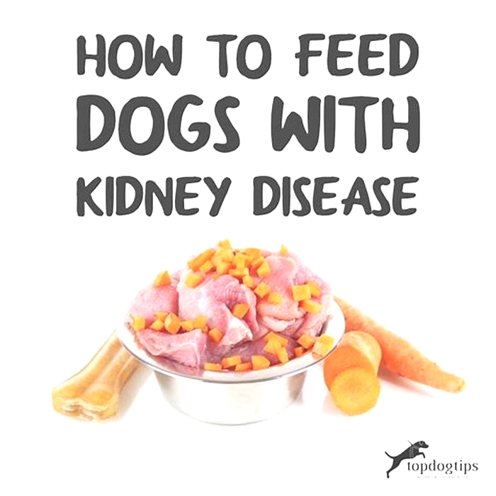 is salmon good for dogs with kidney disease