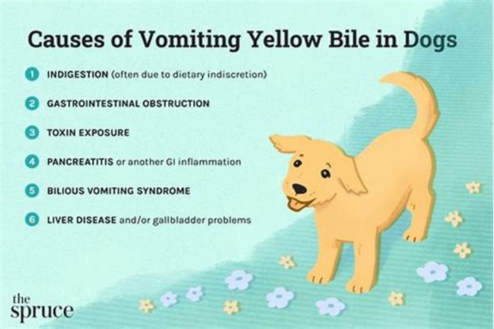 my dog is throwing up yellow bile and not eating or drinking and shaking