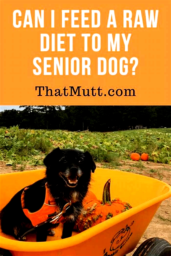 raw diet for senior dogs