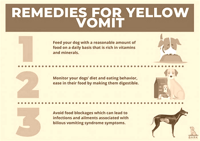 senior dog vomiting yellow bile not eating