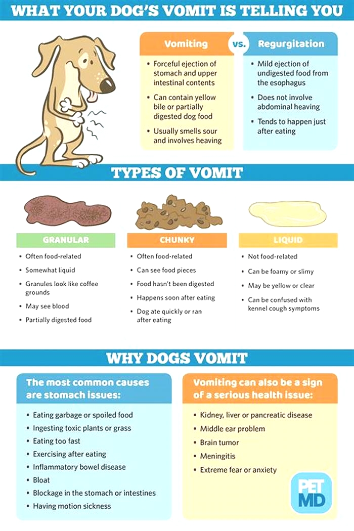 should i feed my dog after vomiting brown bile