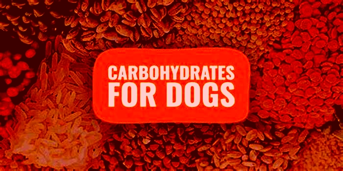 What carbohydrates do dogs eat?