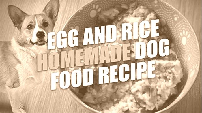 What is a good substitute for rice for dogs?
