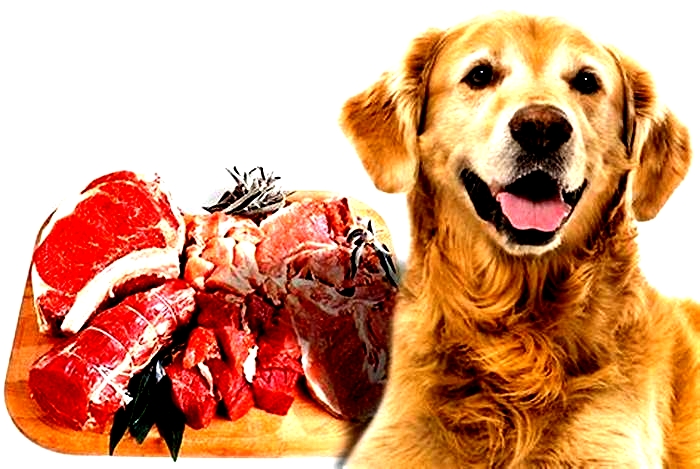 What is best meat for dogs?