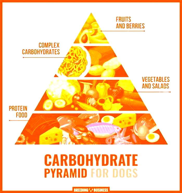 What is the best carbohydrate for dogs?