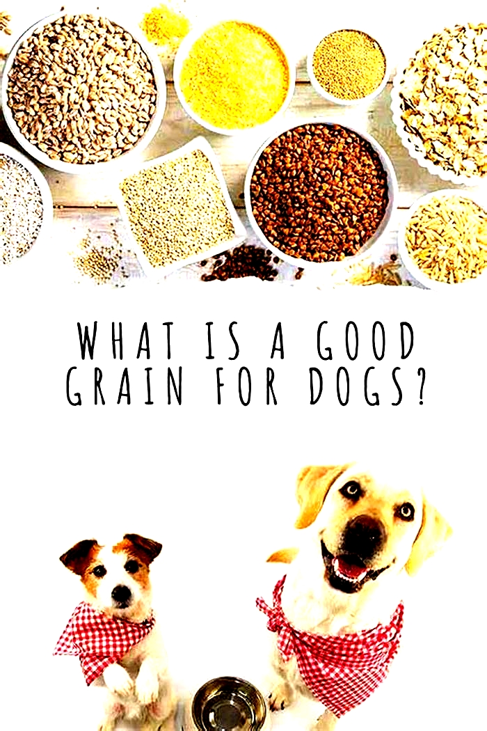 What is the easiest grain for dogs to digest?