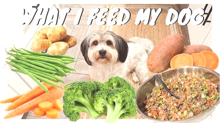 What is the healthiest way to feed a dog?