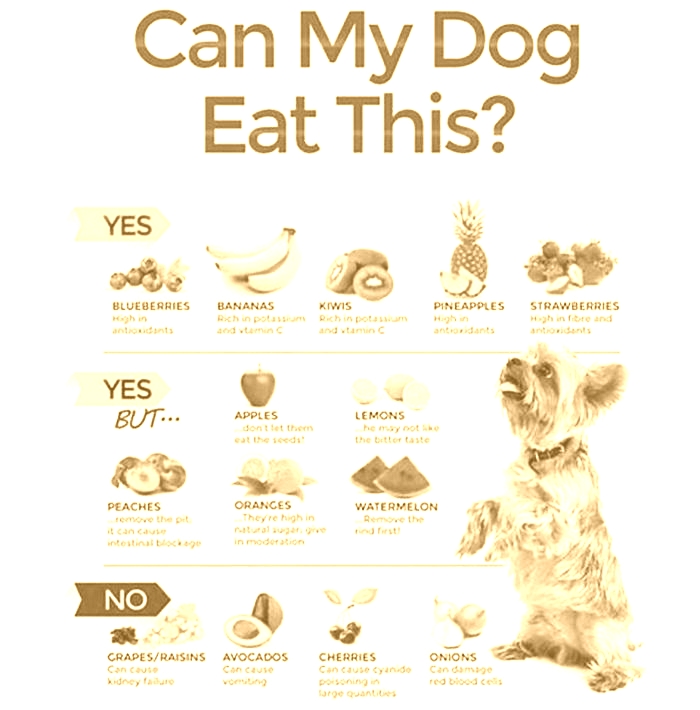 What meat can dogs eat everyday?