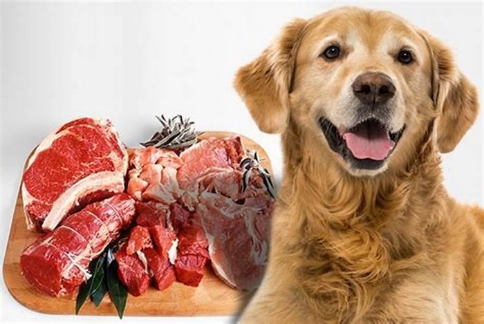 What meat is gentle for dogs?