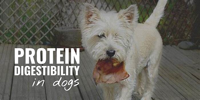 what is the easiest protein for dogs to digest