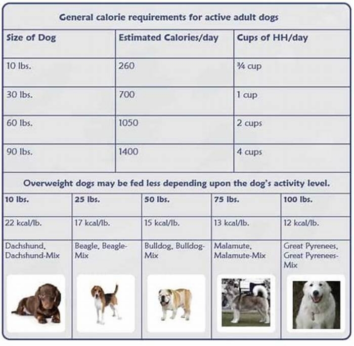 what percentage of dog food should be carbs