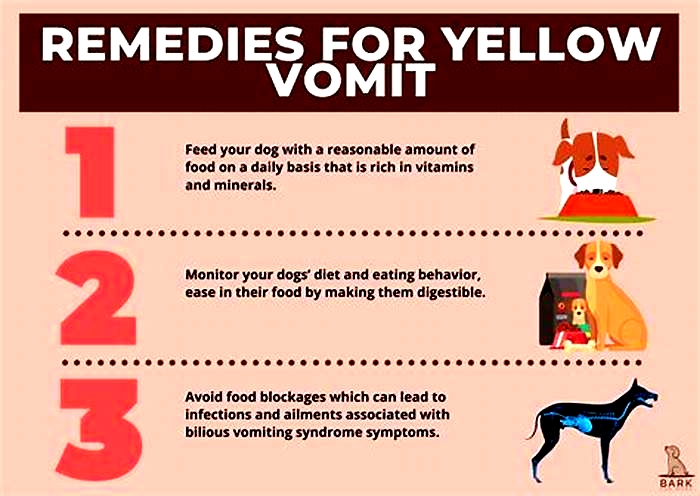 what should i feed my dog after vomiting yellow bile