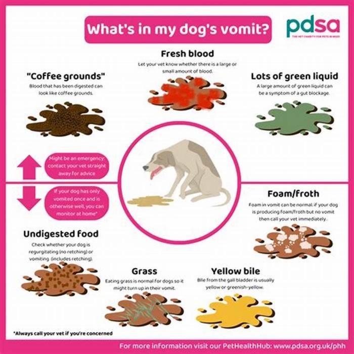 what to feed dog after vomiting