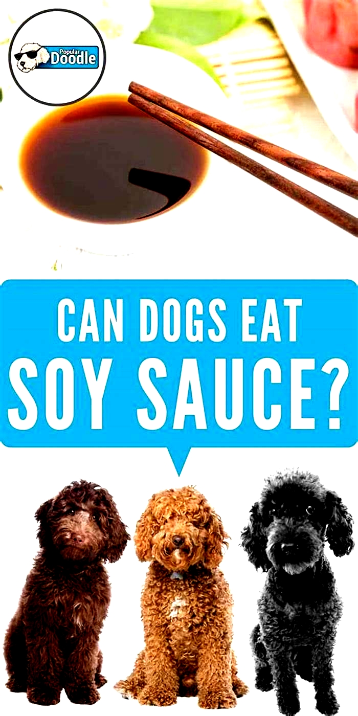 Why can't dogs eat soy?